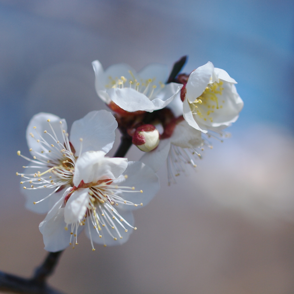 Plum Blossoms♡