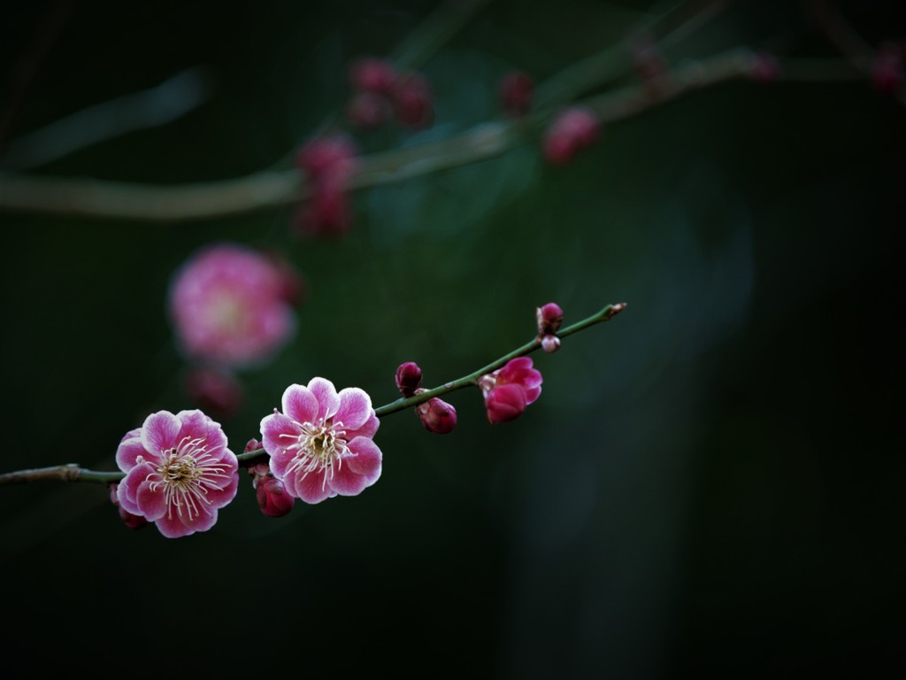 春の紋章