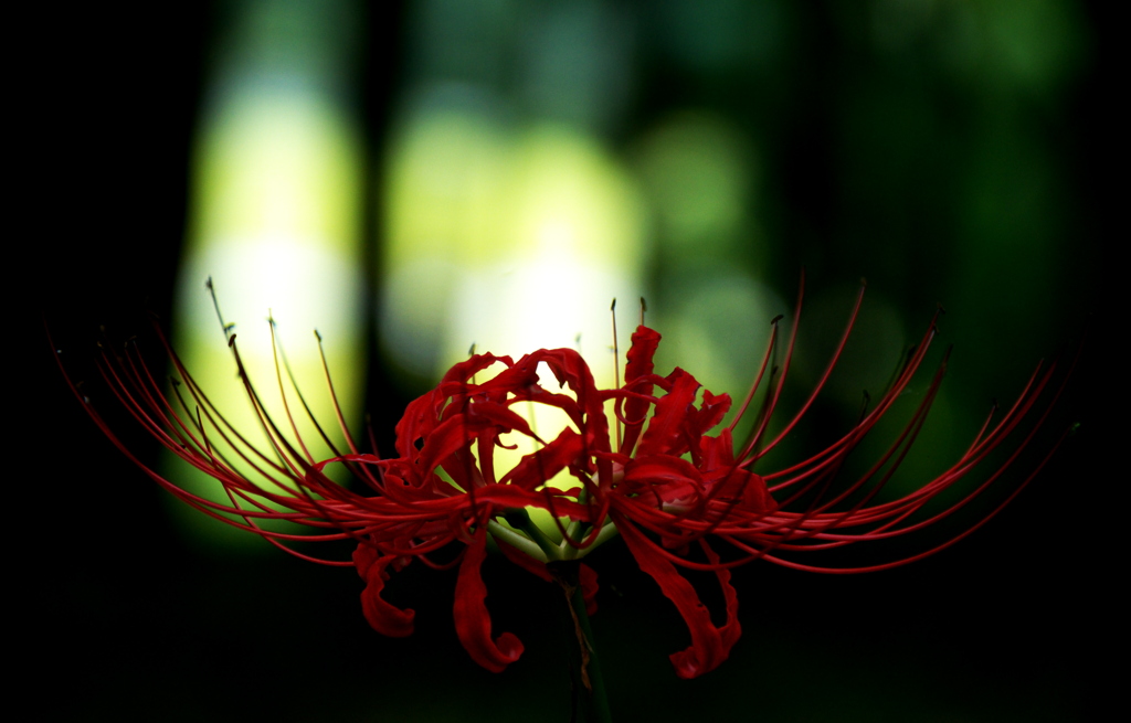 赤い花の咲く森 ～曼珠沙華～