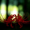 赤い花の咲く森 ～曼珠沙華～