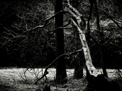 Fallen dead tree