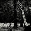 Fallen dead tree