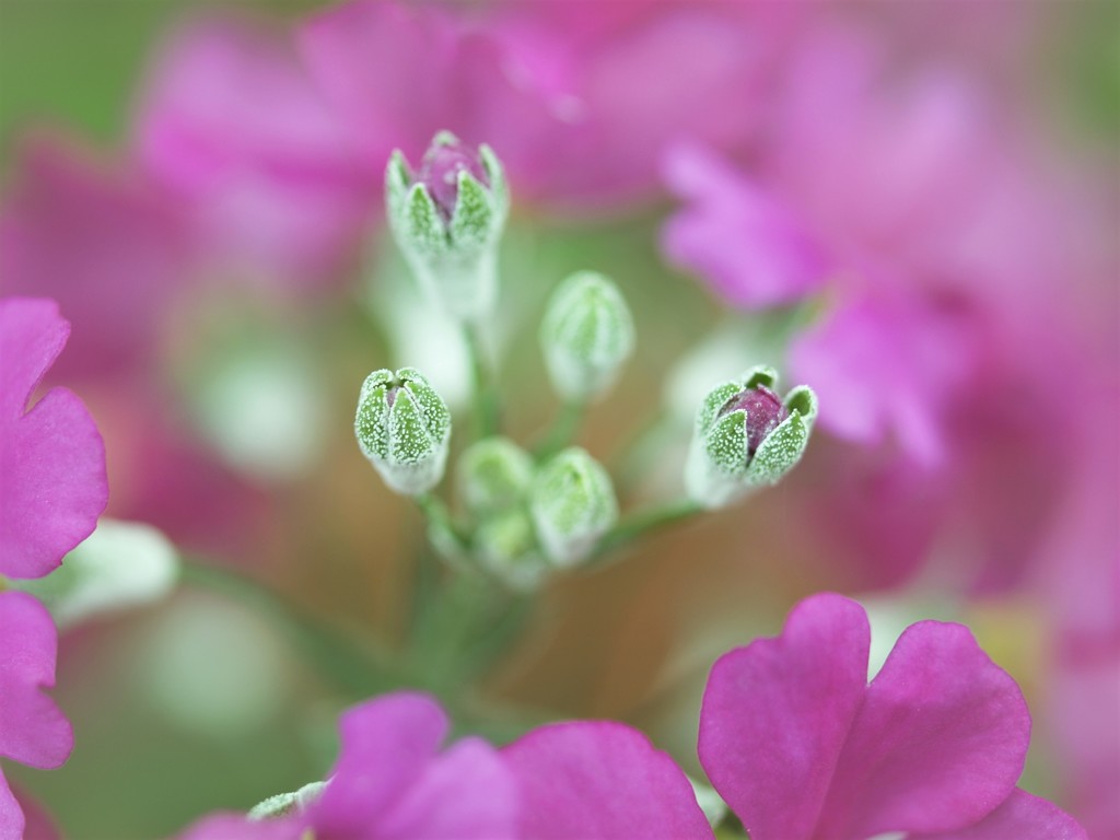 ♡Prettily Cupped Buds ①