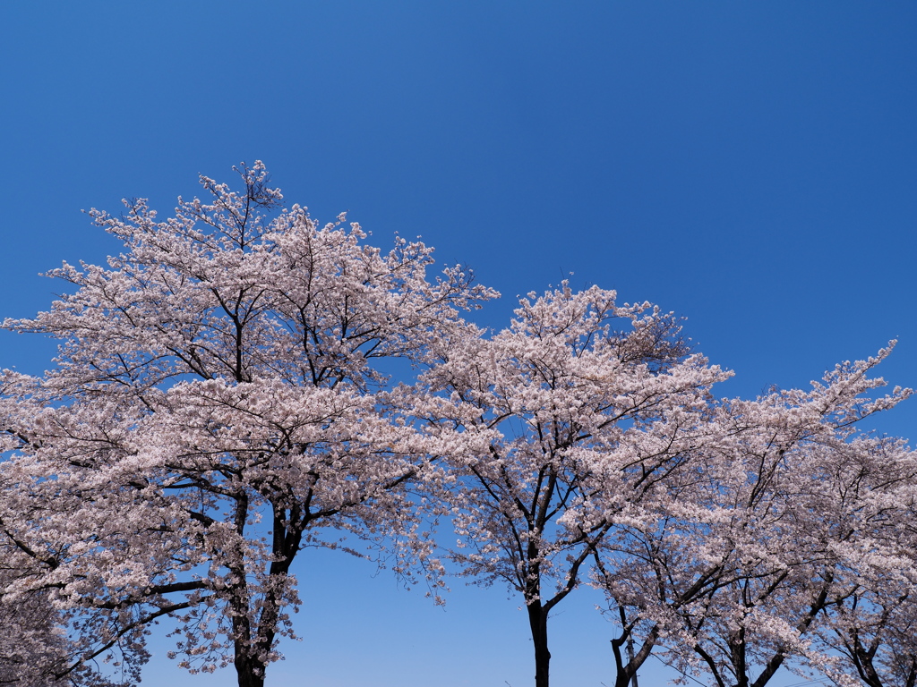 桜日和  ③