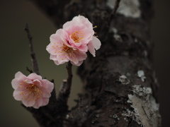 清らかな梅花