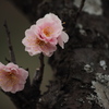 清らかな梅花