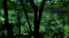 静寂の沼 －水中の森－ 其の二
