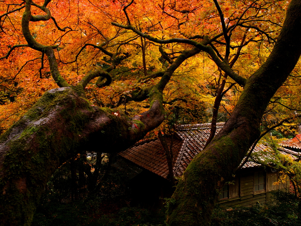 古木の宴