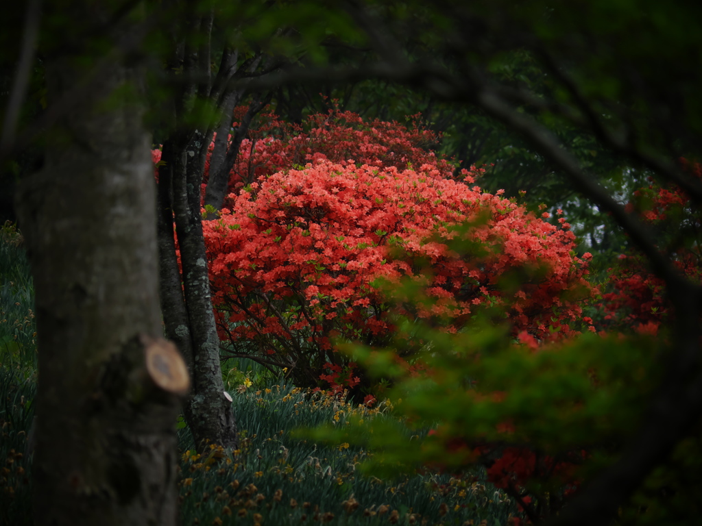 躑躅の森  ②