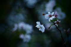 悲しき色の桜花