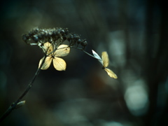 TAKUMARで撮る枯れ紫陽花  ⑤