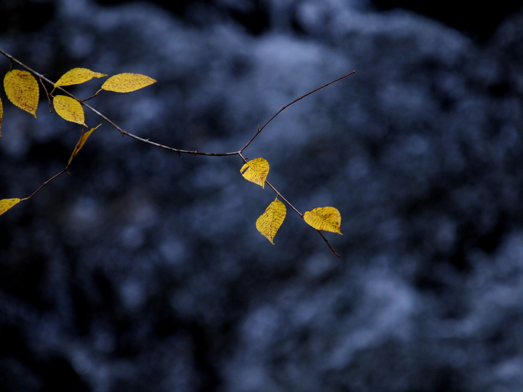 yellow leaf