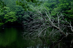 静寂の沼 －朽ち木－