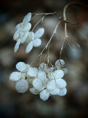 寂の花  其の弐