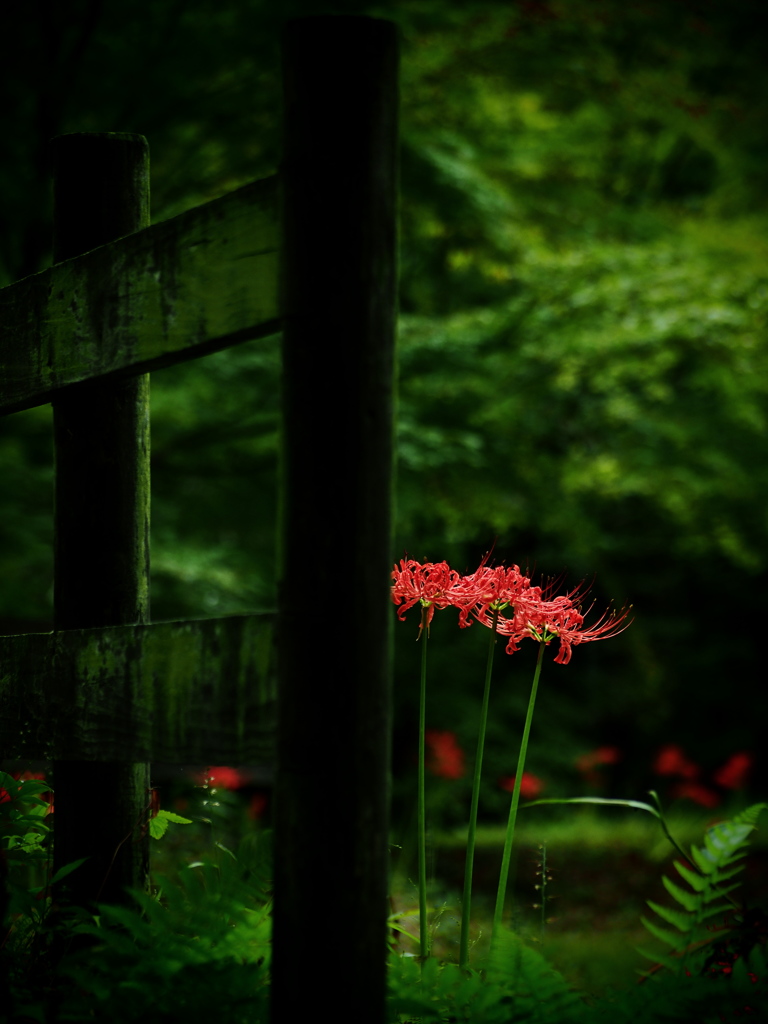 曼珠沙華