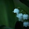 小さな鈴の音 ～君影草～ ①