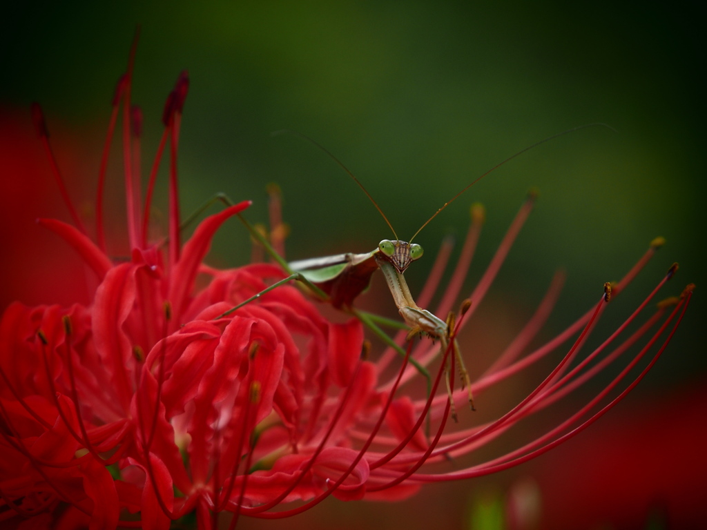 花上の狩人