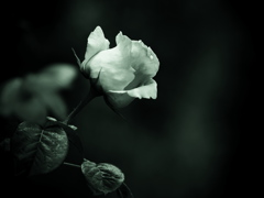 モノトーンの記憶  - 過ぎし日の薔薇 -  ①