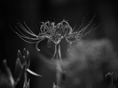 monochrome 曼珠沙華
