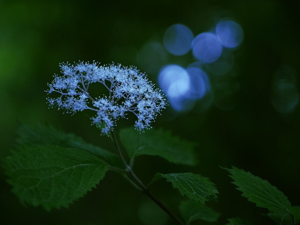 曇天に舞う小紫陽花  ①