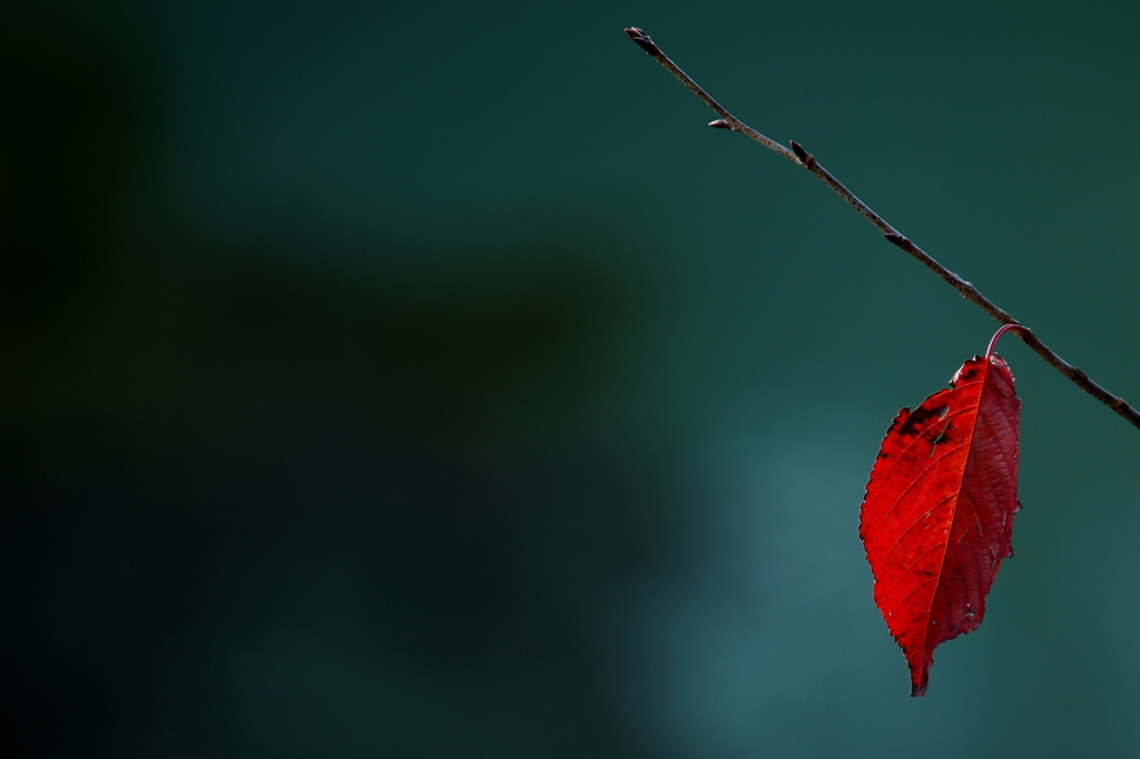 深紅の主張