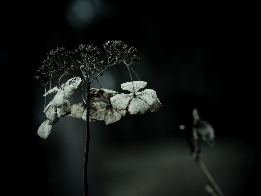 蒼の追憶 其の壱 ～枯れ紫陽花～