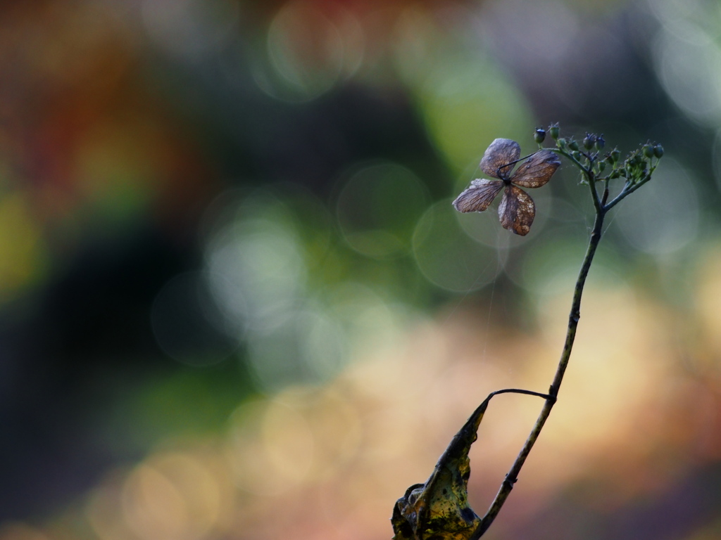 栄華の余韻  ② ～枯れ紫陽花～