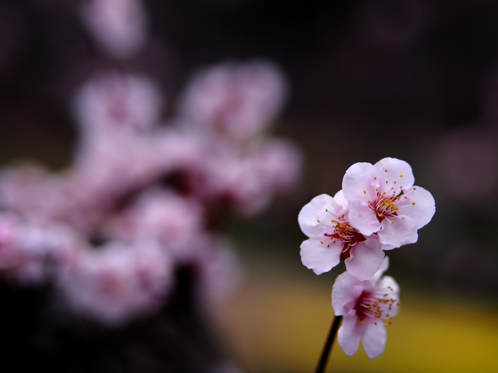 桜待ちの梅花  ②