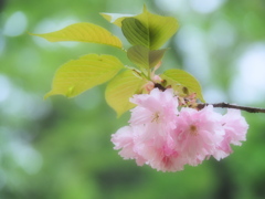 再会の春