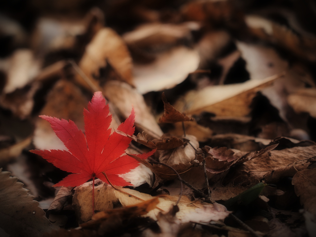 舞姫、降り立つ