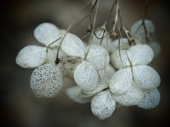 寂の花