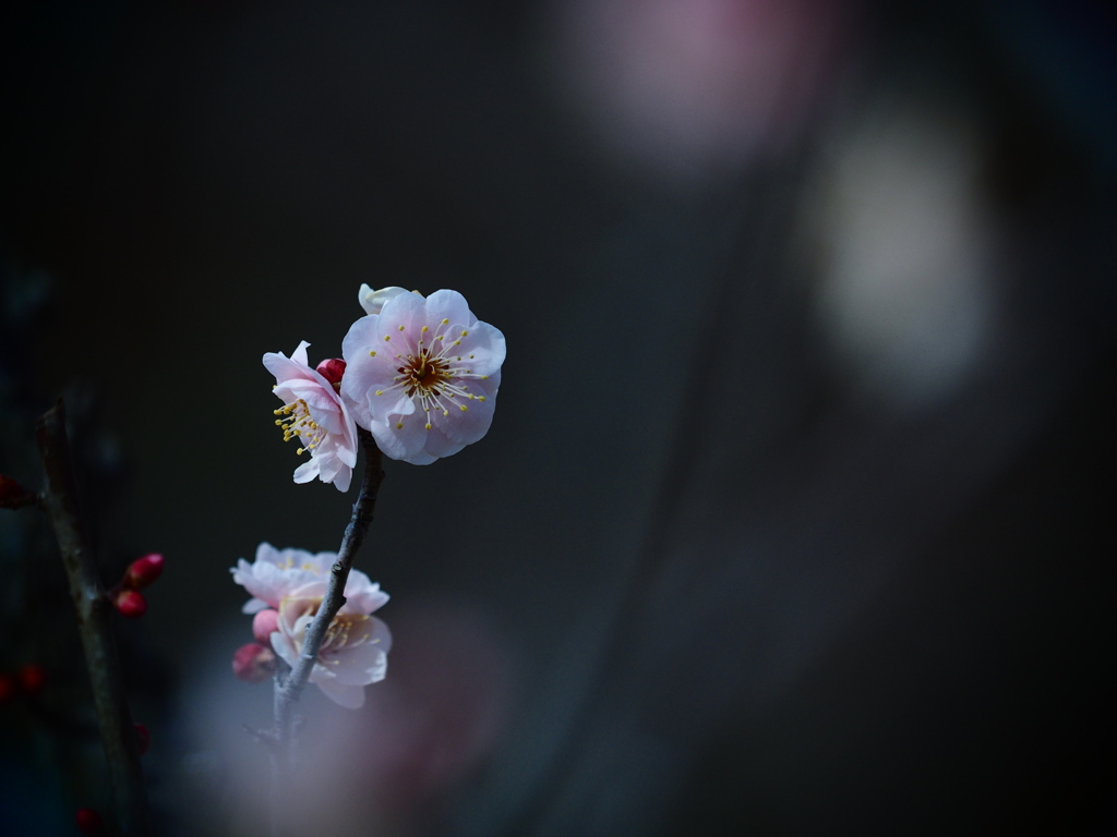 かおり ～梅花～