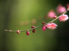 芽吹き・蕾・開花