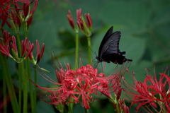 黒衣の蝶