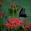 黒衣の蝶