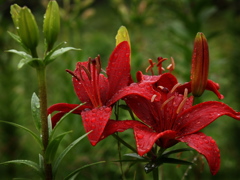 雨の中のLily