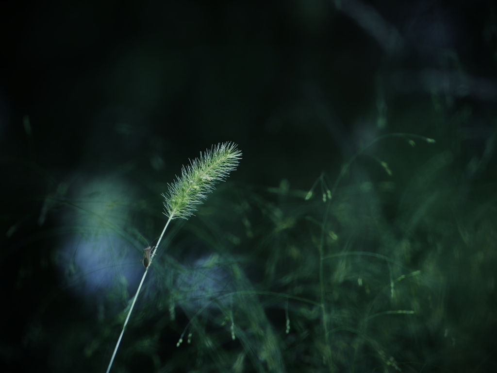 夏の残り香 ～狗尾草～