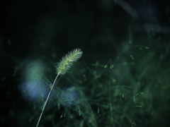 夏の残り香 ～狗尾草～