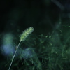夏の残り香 ～狗尾草～