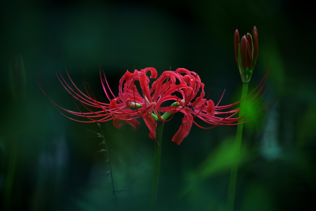 曼珠沙華