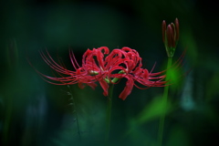 曼珠沙華
