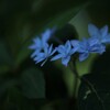 誘惑の蒼