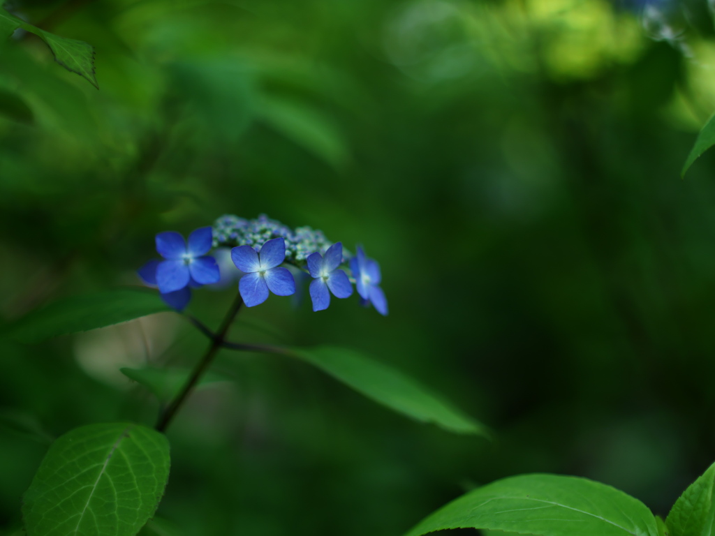 青色の花冠