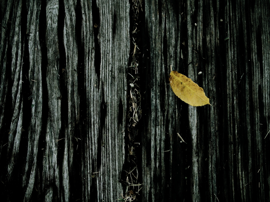 yellow fallen leaves