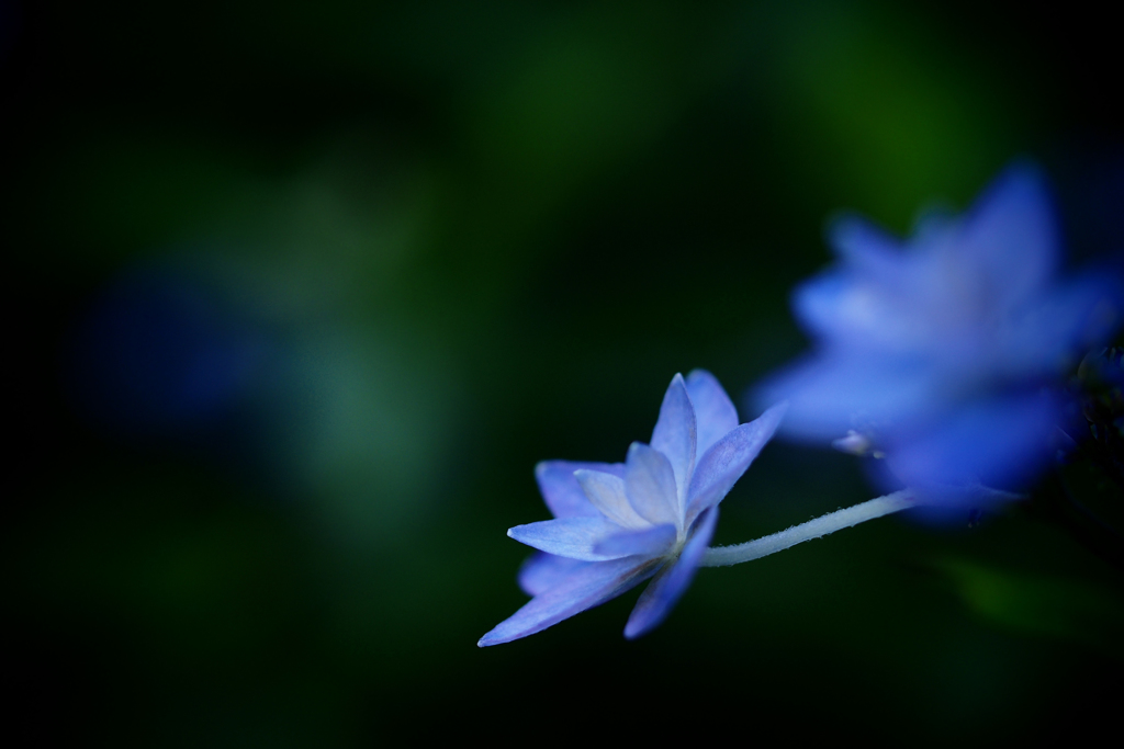 六月の青い星☆彡  - 七段花 -  ④