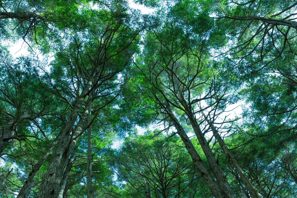 白駒の池　苔の森