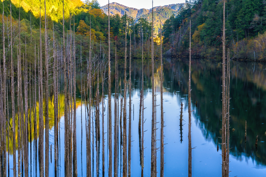 立ち枯れの神秘 王滝村の自然湖