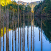立ち枯れの神秘 王滝村の自然湖