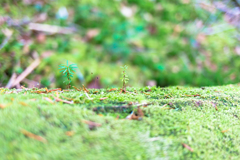 白駒の池　苔の森