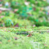 白駒の池　苔の森